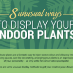 8 Unusual Ways to Display Your Indoor Plants